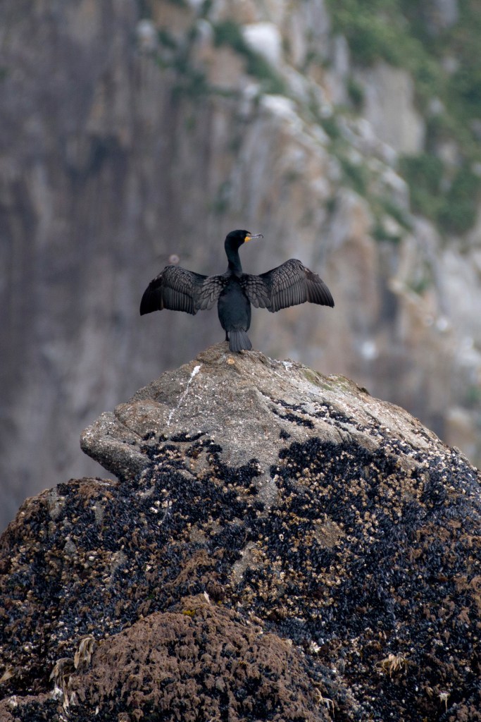 Cormorant.  Kenai Fjords National Park on Saturday, June 20, 2015. 
