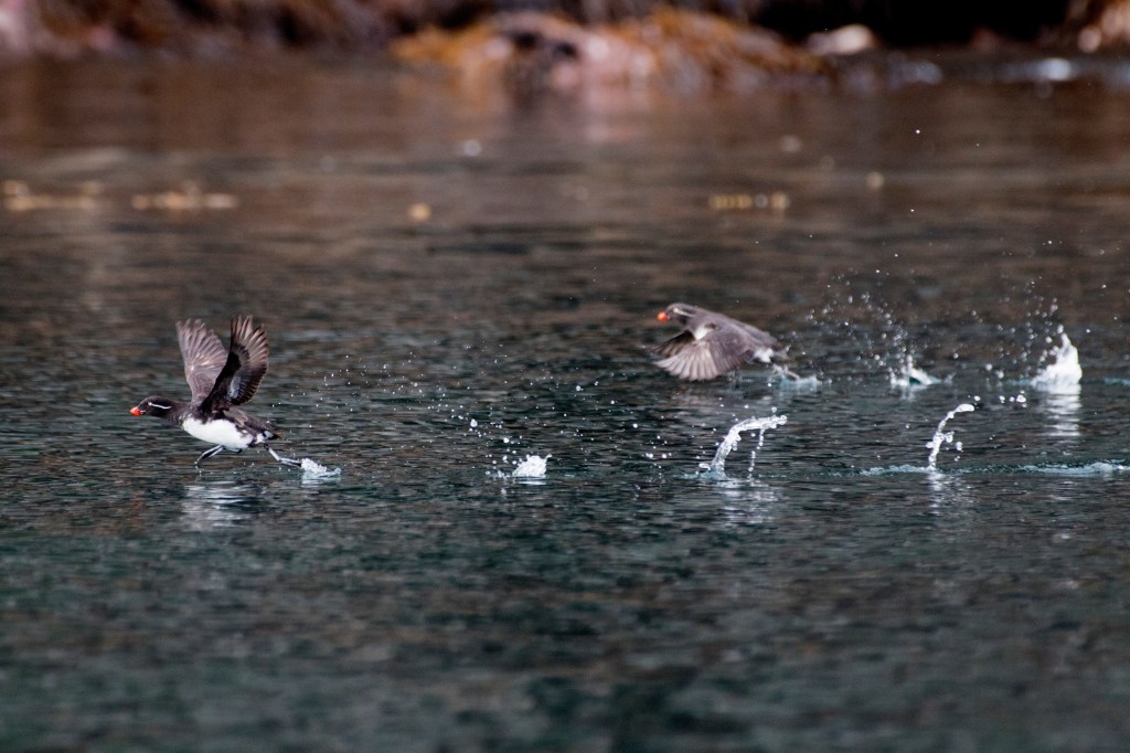 Canary Auklet.  Kenai Fjords National Park on Saturday, June 20, 2015. 