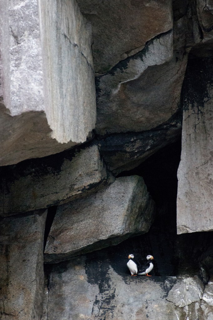 Horned Puffins.  Kenai Fjords National Park on Saturday, June 20, 2015. 
