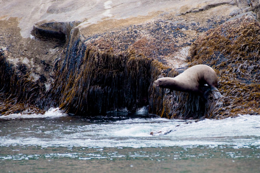 A Stellar Sea Lion prepares to dive.  Kenai Fjords National Park on Saturday, June 20, 2015. 