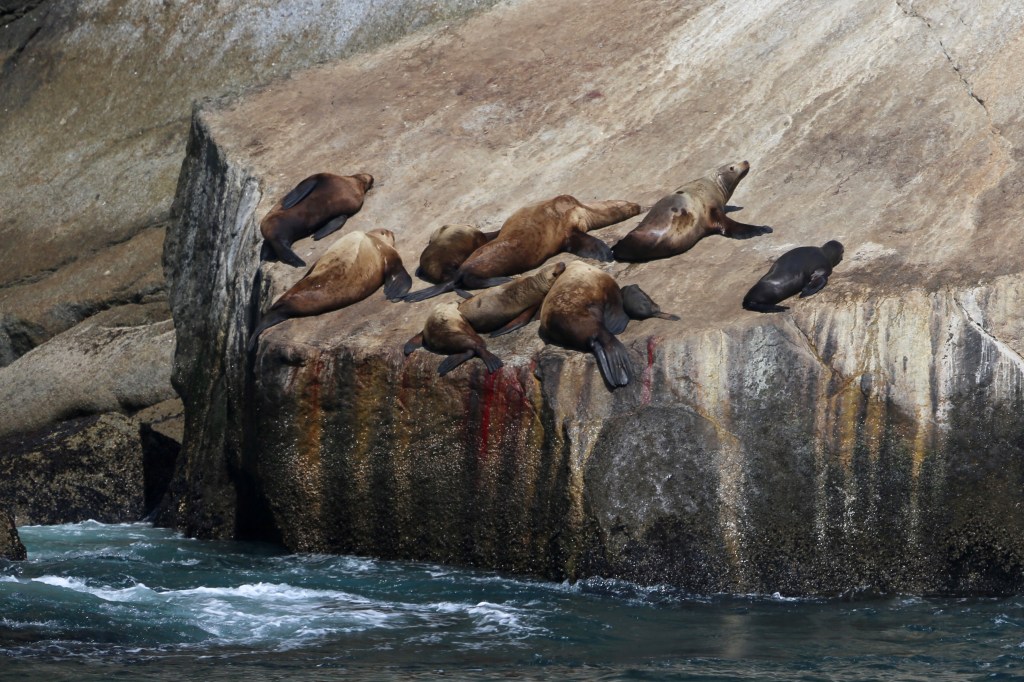 A Stellar Sea Lions gives birth in Kenai Fjords National Park Friday, June 12, 2015. Stellar Sea Lions (the Western Distinct Population Segment) are listed as “endangered” under the ESA.