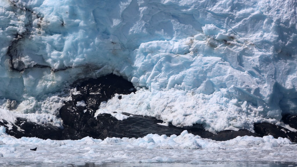 A Harp seal sits at the base of Holgate Glacier in Kenai Fjords National Park Friday, June 12, 2015. 
