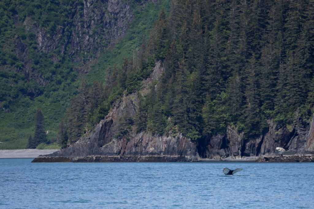 A Humpback Whale in Kenai Fjords National Park Friday, June 12, 2015. 