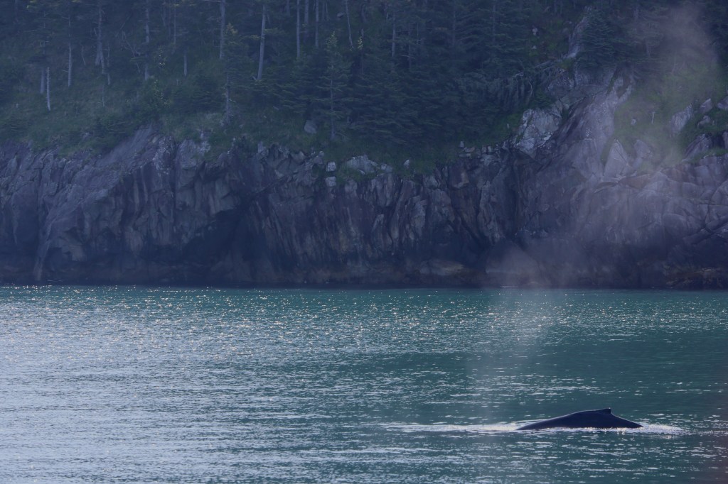 A Humpback Whale in Kenai Fjords National Park Friday, June 12, 2015.