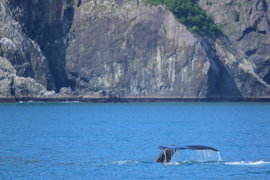 A Humpback Whale in Kenai Fjords National Park Friday, June 12, 2015. 
