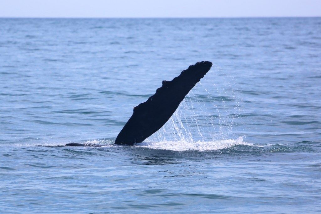 A Humpback Whale in Kenai Fjords National Park Friday, June 12, 2015. 