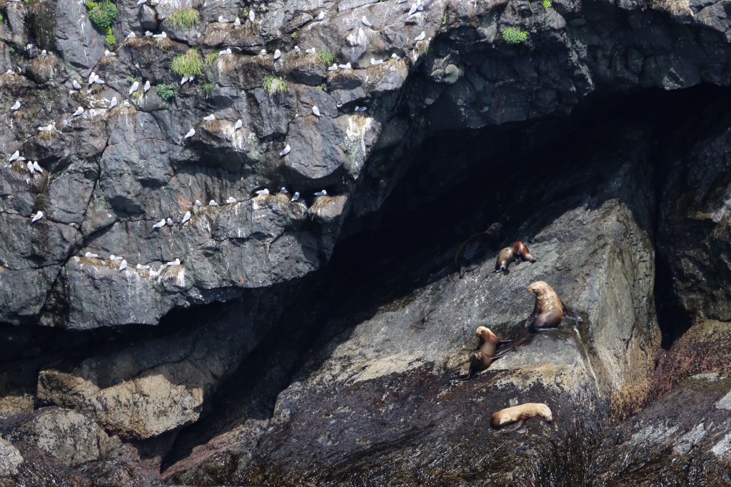 A Stellar Sea Lions gives birth in Kenai Fjords National Park Friday, June 12, 2015. Stellar Sea Lions (the Western Distinct Population Segment) are listed as “endangered” under the ESA.