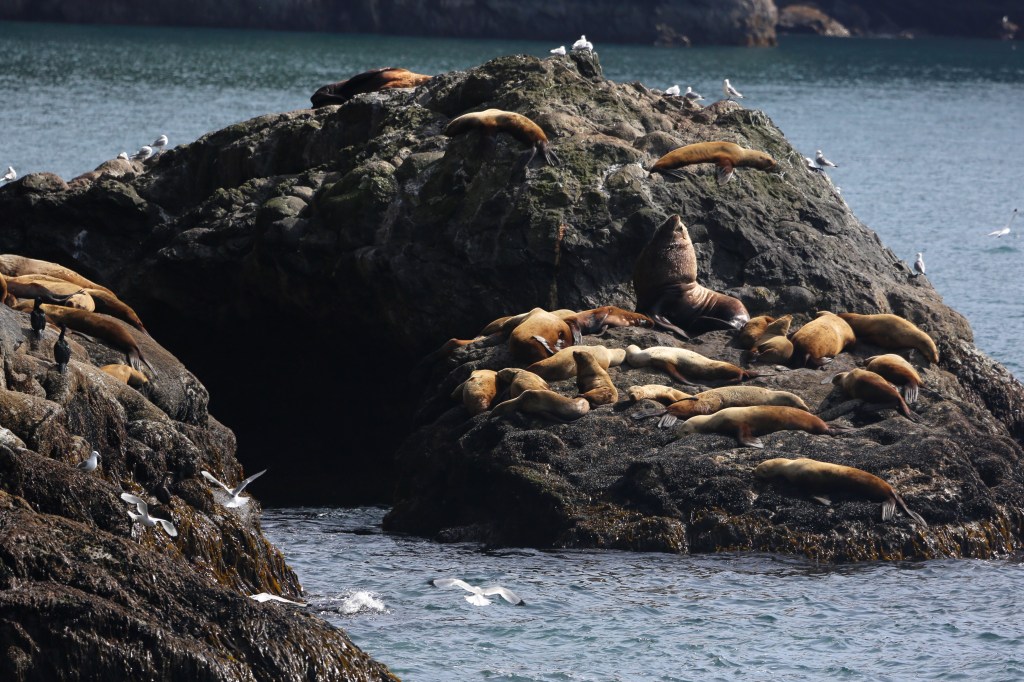 Stellar Sea Lions in Kenai Fjords National Park Friday, June 12, 2015. Stellar Sea Lions (the Western Distinct Population Segment) are listed as “endangered” under the ESA.