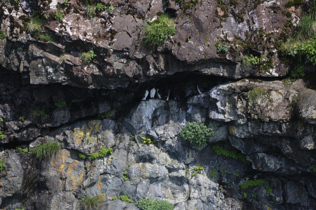 Common Murres in Kenai Fjords National Park Friday, June 12, 2015.
