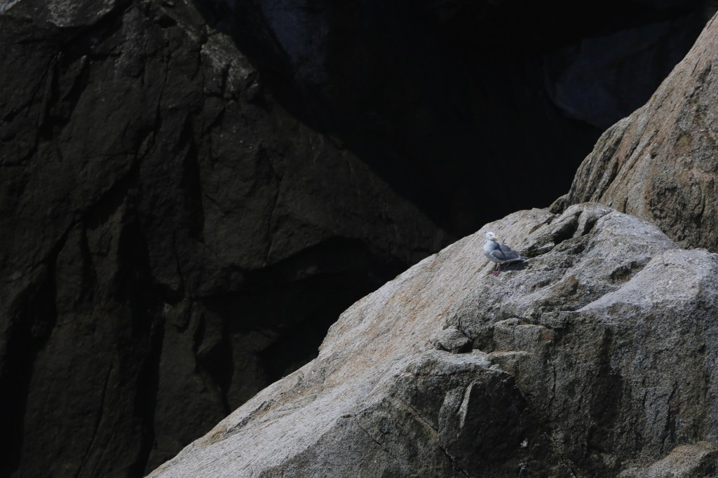 Kenai Fjords National Park Friday, June 12, 2015.