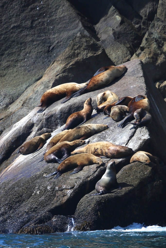 Stellar Sea Lions in Kenai Fjords National Park Friday, June 12, 2015. Stellar Sea Lions (the Western Distinct Population Segment) are listed as “endangered” under the ESA.