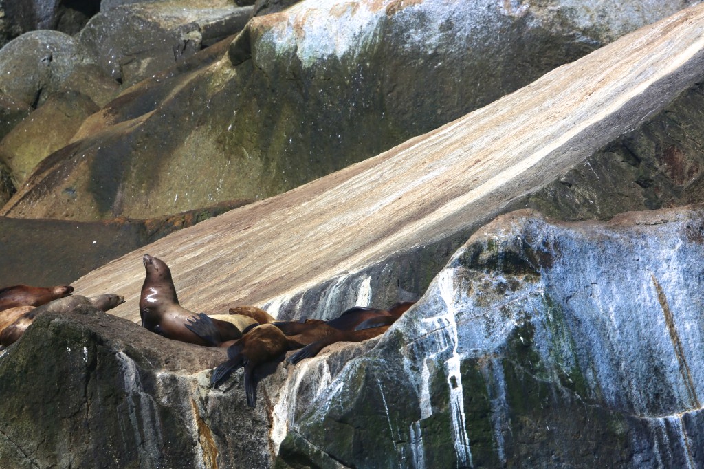Stellar Sea Lions in Kenai Fjords National Park Friday, June 12, 2015. Stellar Sea Lions (the Western Distinct Population Segment) are listed as “endangered” under the ESA.
