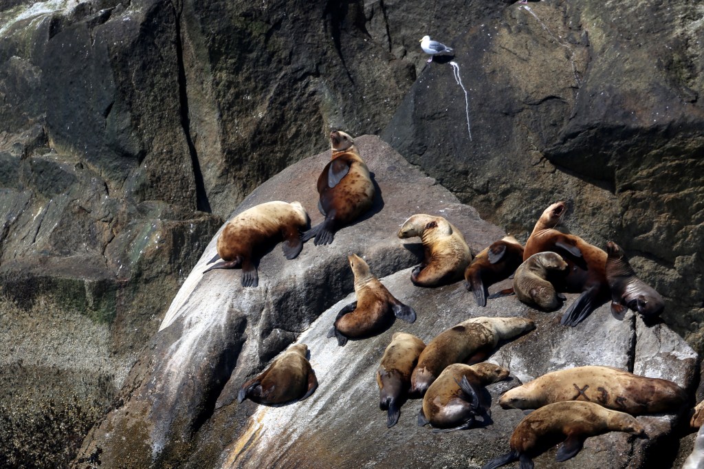 Stellar Sea Lions in Kenai Fjords National Park Friday, June 12, 2015. Stellar Sea Lions (the Western Distinct Population Segment) are listed as “endangered” under the ESA.