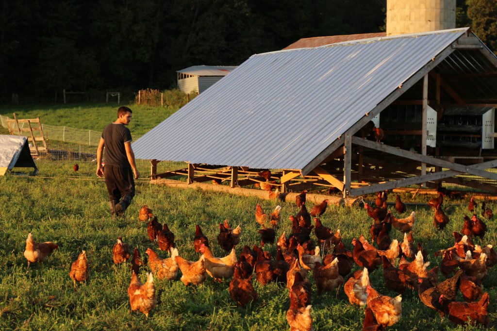 A group of egg laying chickens follow Ryley Stringer before morning feeding on Sept. 15, 2015. 
