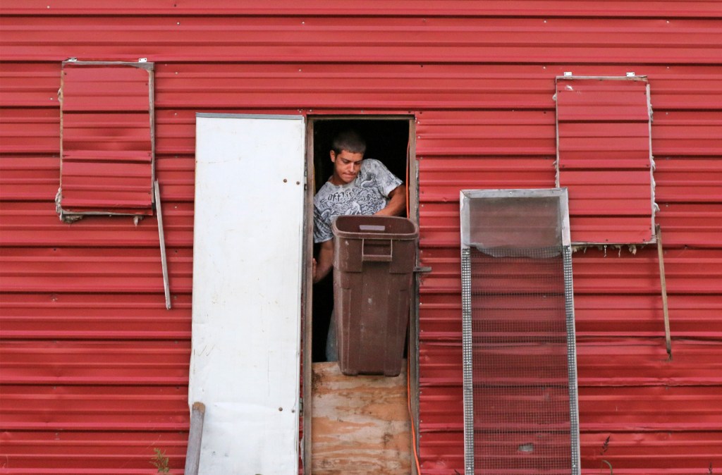 Kyle Staples brings in new bedding for the youngest chicks on the farm on Sept. 19, 2015. The chicks would be moved out to the grass enclosure later that day. 