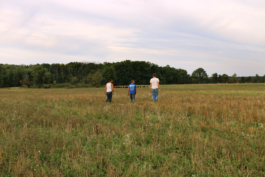 Ryley Stringer, left, Kyle Staples, center, and Cameron Ward, left, walk to check on the cow herd at GCC Organics farm on Sept.  30, 2015. The cattle are 100% grass fed and certified organic. 