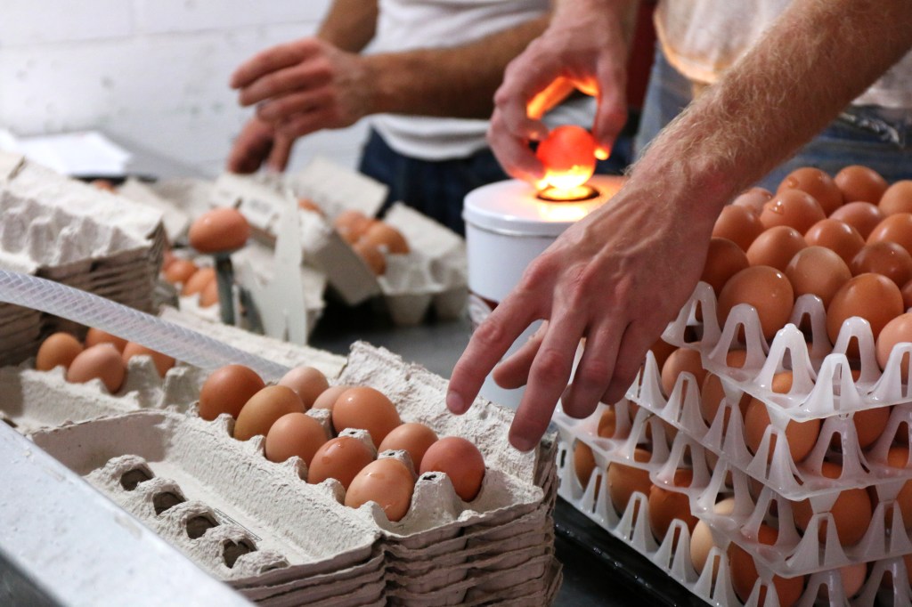 Cameron Ward, right, and Ryley Stringer, left,  weighs and sorts chicken eggs on Sept. 30 , 2015. Only large eggs are sold to the public. 