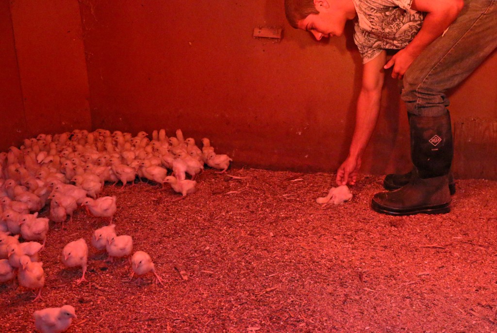 Kyle Staples, a farm hand at GCC organics, discovers a deceased chick during morning feeding Tuesday, Sept. 15. He estimates that there are over 1300 chickens on the farm at any moment. 