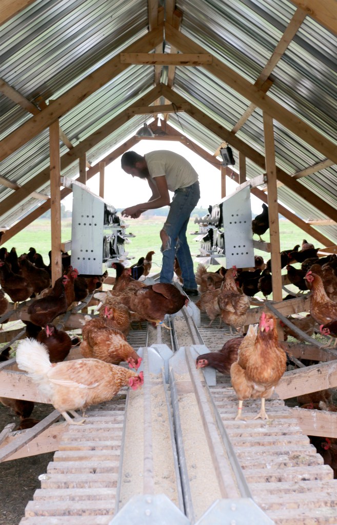 Cameron Ward collects chicken eggs on Sept. 30, 2015. "I feel like I should be wearing a bonnet," Cameron said while collection govern 150 eggs. 