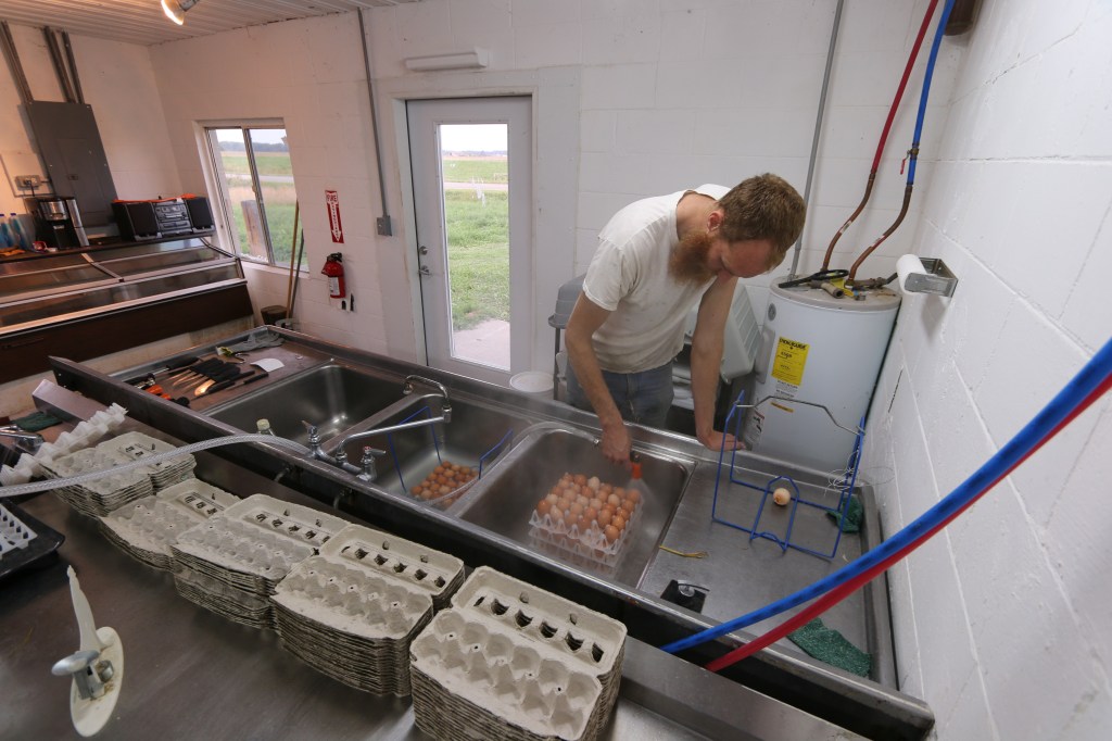 Cameron Ward cleans chicken eggs on Sept. 30, 2015. Cleaning the eggs is a three step process, including using a chlorine mixture to sterilize the eggs. 