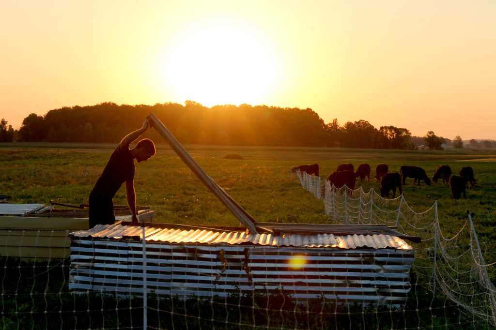 Ryley Stringer, a farm hand at GCC organics, opens the chicken enclosure to feed the first group at the crack of dawn on Sept. 15, 2015. 
