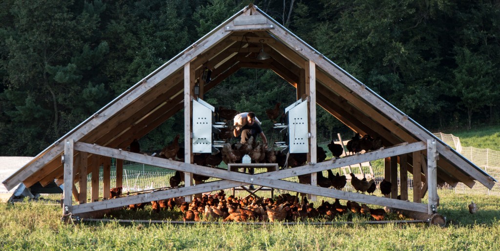 Ryley Stringer, a farm hand at GCC Organics, opens one of the many chicken enclosure to feed early Tuesday morning, Sept. 15, 2015. He estimates that the farm has 1500 to 1300 at all times on the farm. 